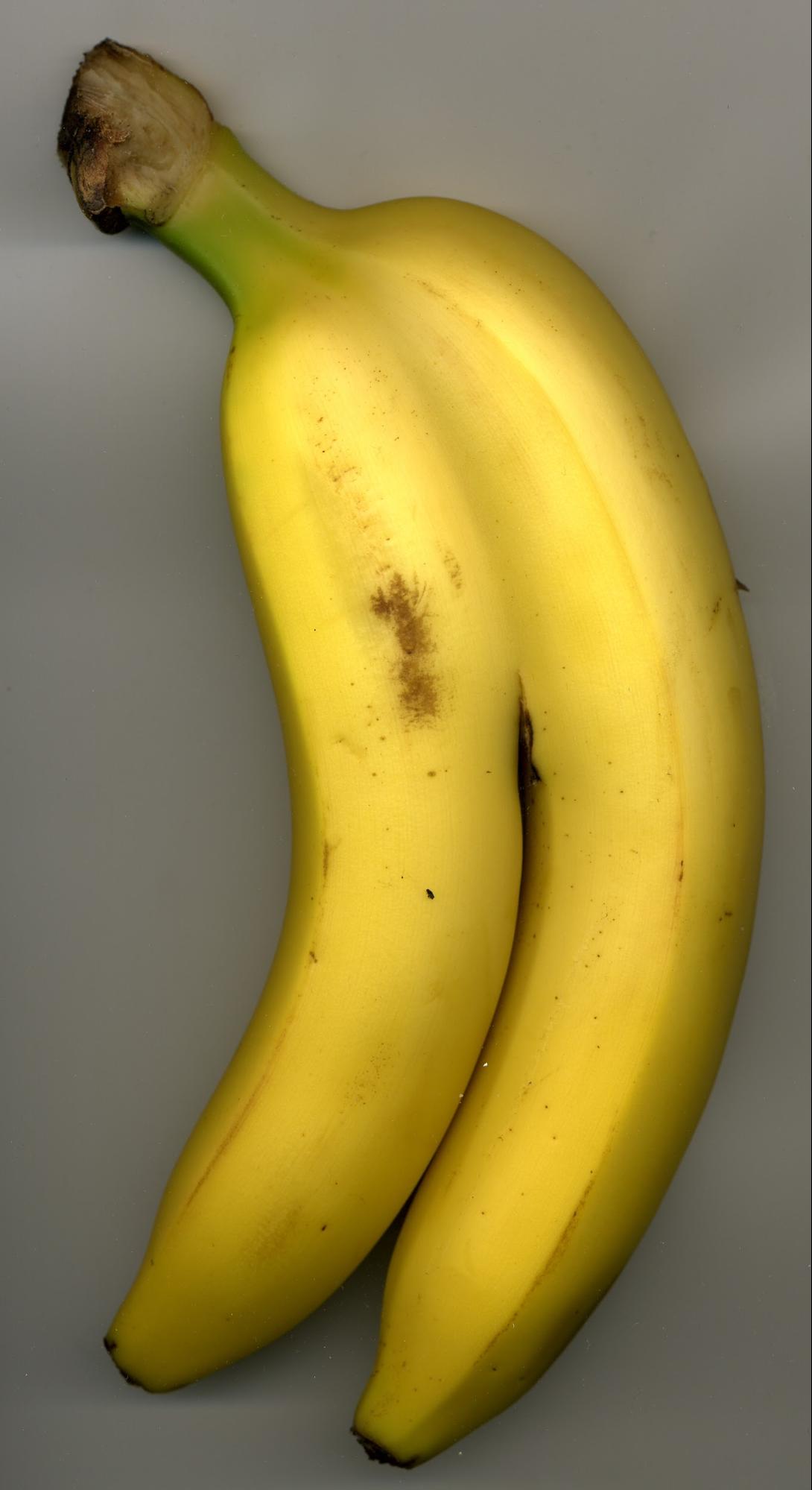Bernhard Benke, Introducing: the amazing siamese banana, 2009.