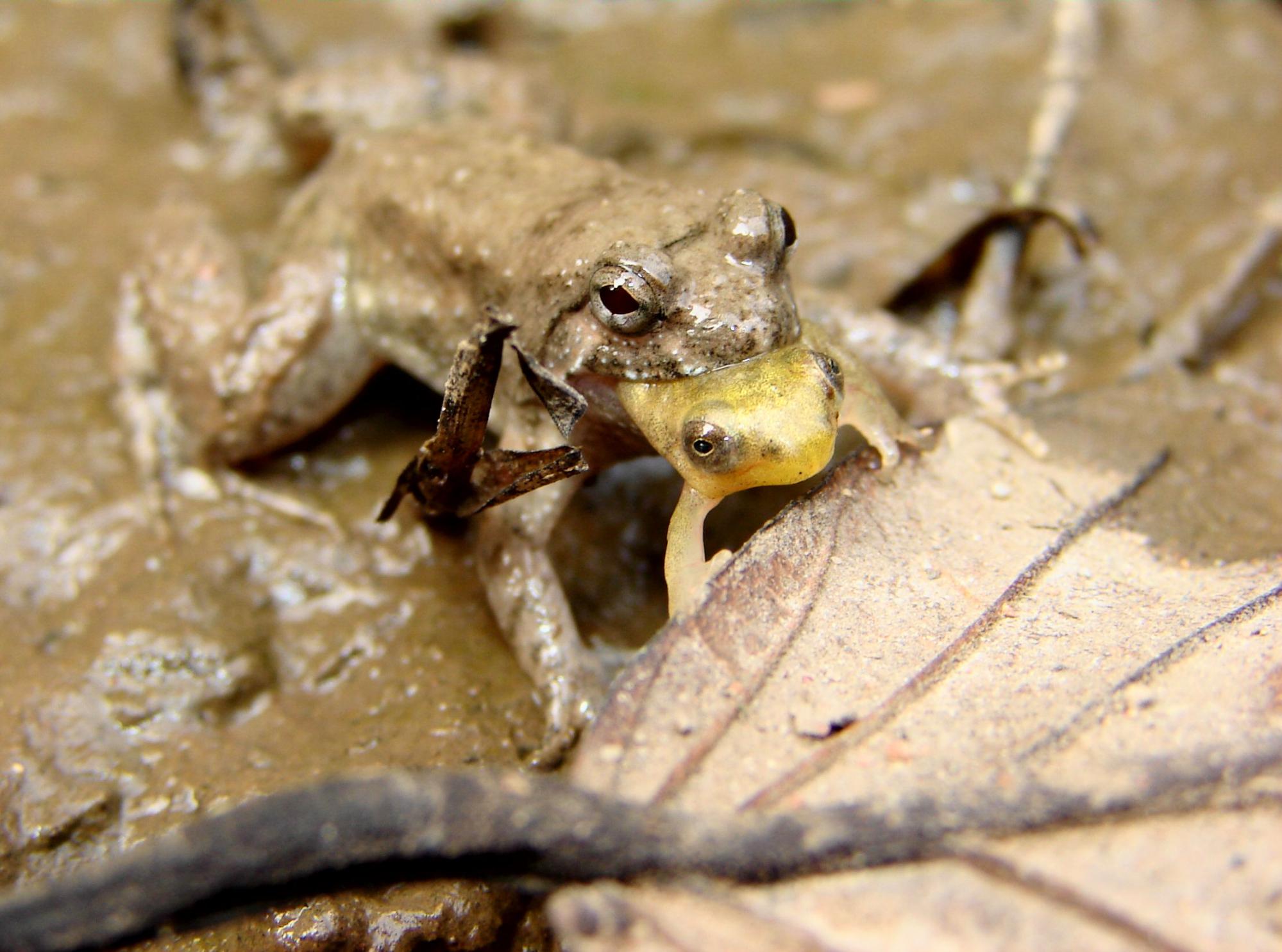 Uspn, Cambodia Frog Eating Frog, 2005.